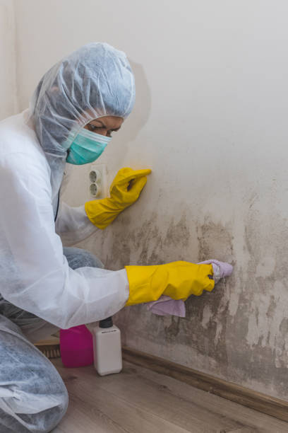 Best Mold Damage Restoration  in Mattydale, NY