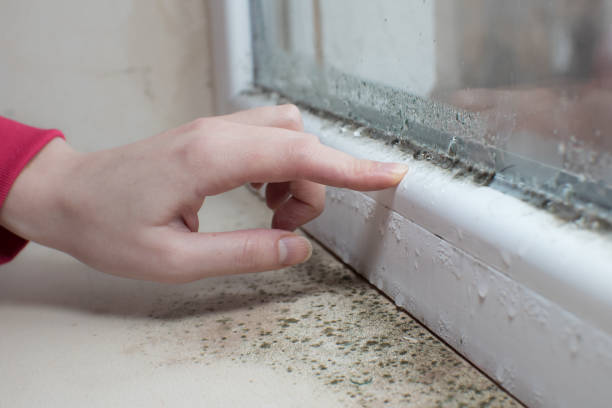 Best Residential Mold Inspection & Testing  in Mattydale, NY